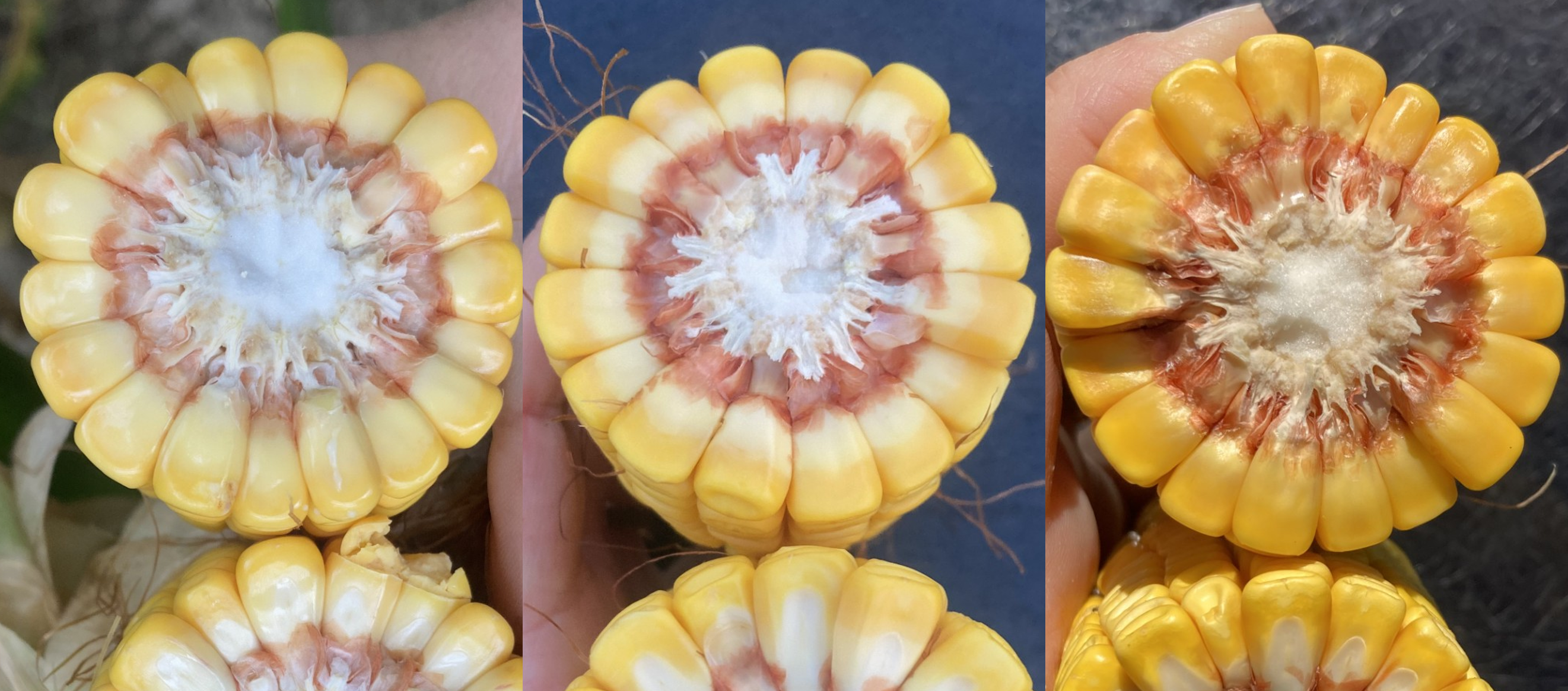 Corn milk line progression.png